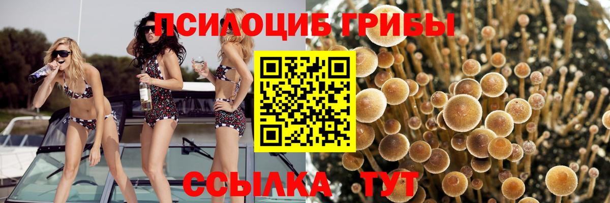 Коркино  Псилоцибиновые грибы Cubensis  Вход с VPN 
